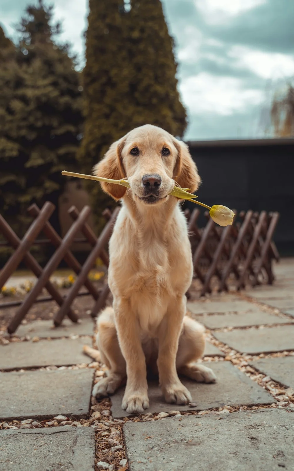 Bahçede keyifle dinlenen golden retriever