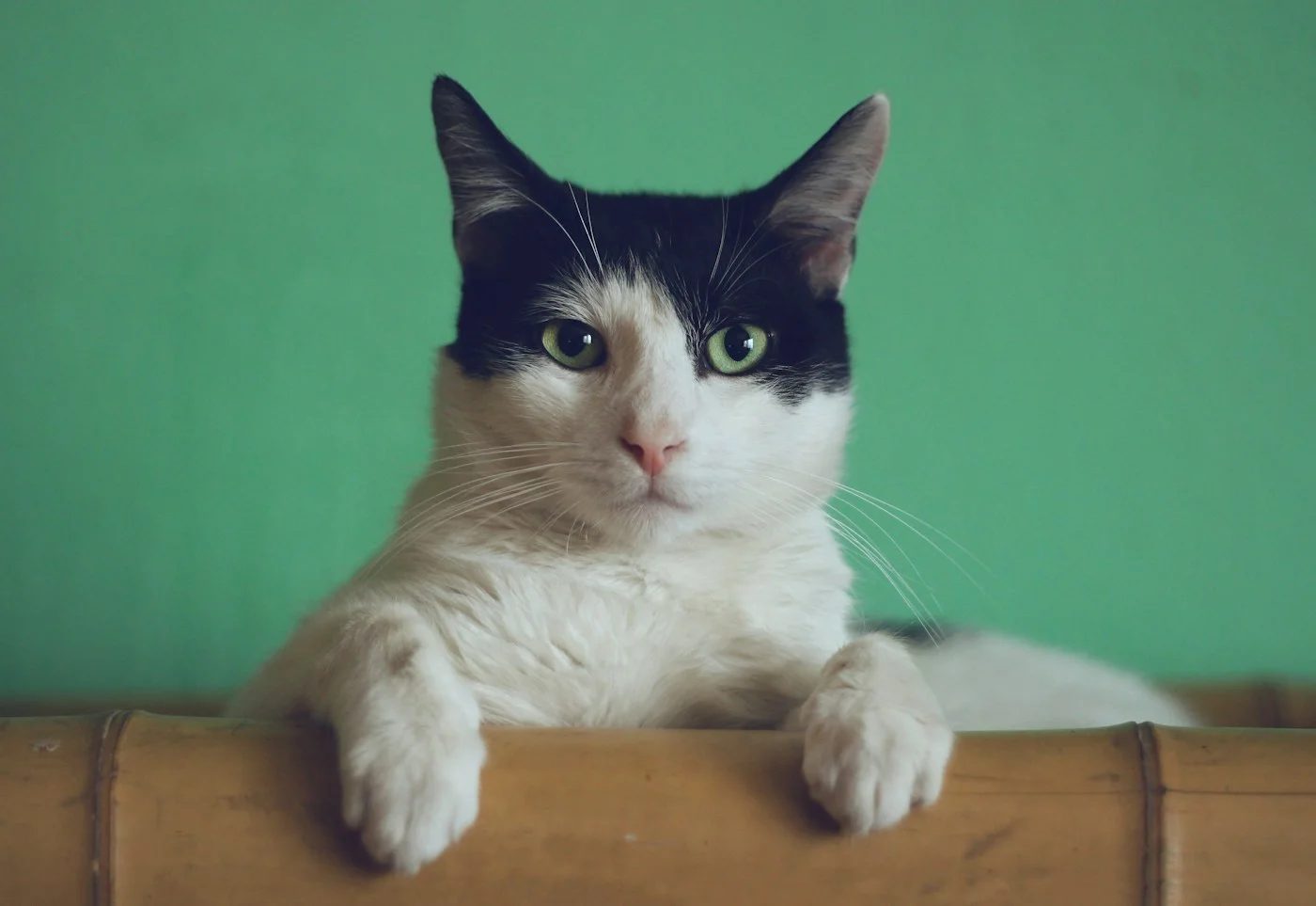 Güneş ışığında dinlenen tekir kedi